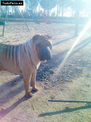 La foto del perro