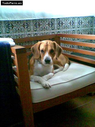 La foto del perro