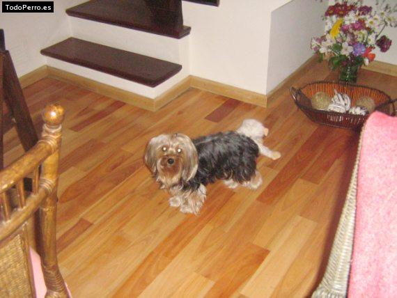 La foto del perro