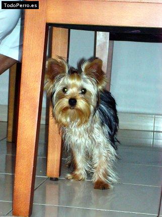 La foto del perro