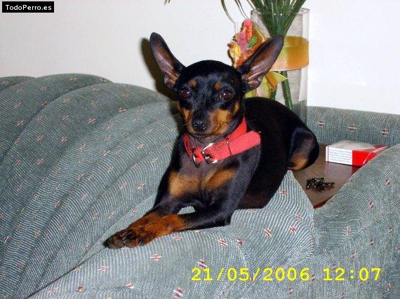 La foto del perro
