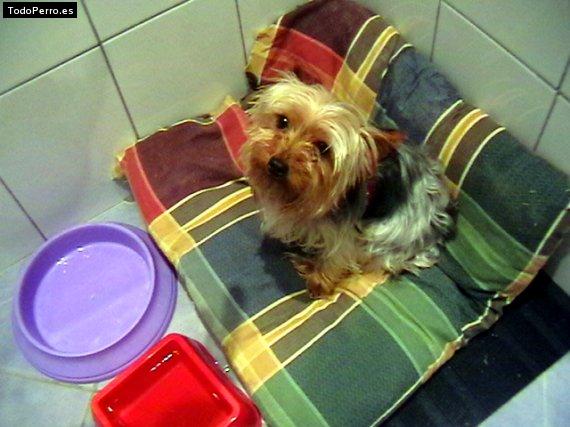 La foto del perro