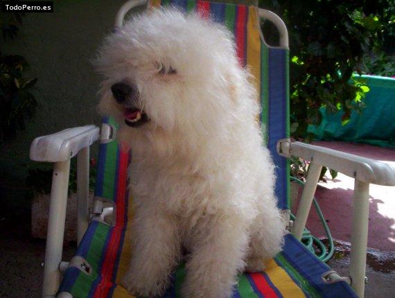 La foto del perro