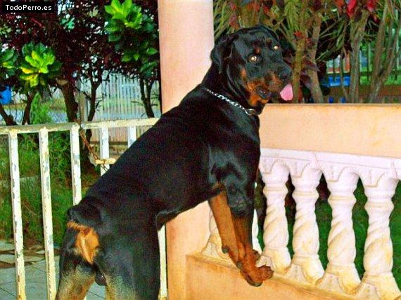 La foto del perro