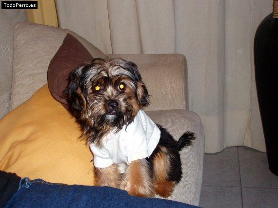 La foto del perro