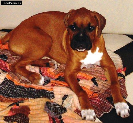 Foto del perro Natacha