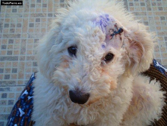 La foto del perro