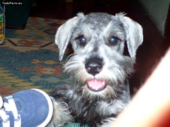La foto del perro