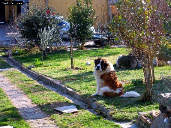 La foto del perro