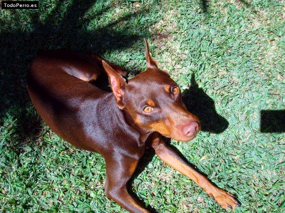 La foto del perro