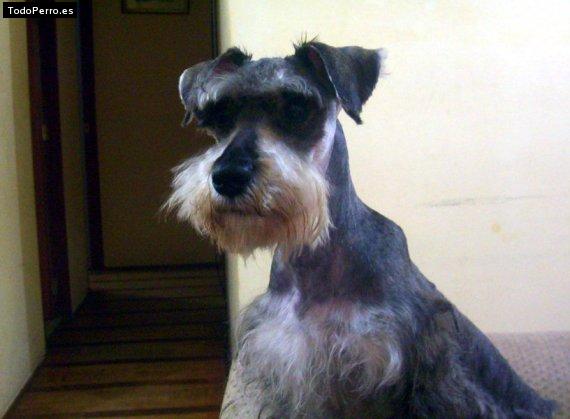 La foto del perro