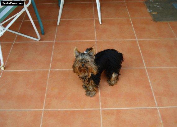 La foto del perro
