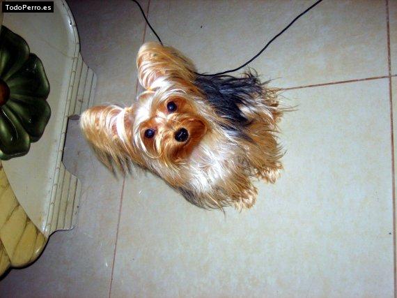 La foto del perro