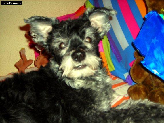 La foto del perro