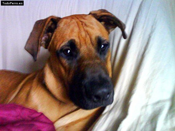 La foto del perro