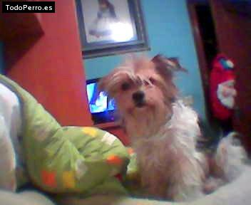 La foto del perro