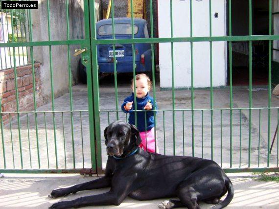 La foto del perro