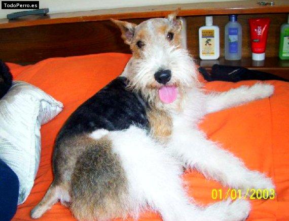 La foto del perro