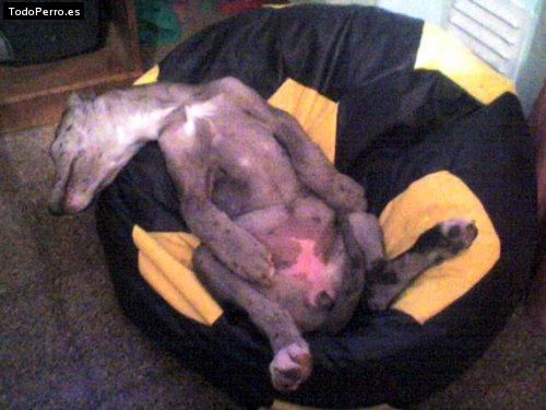 La foto del perro