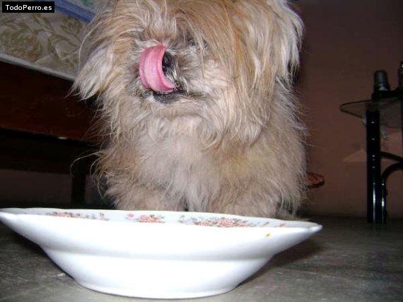 La foto del perro