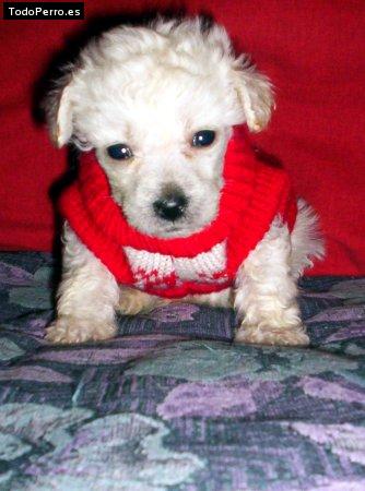 Foto del perro Iker