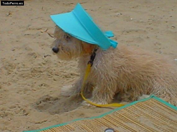 La foto del perro