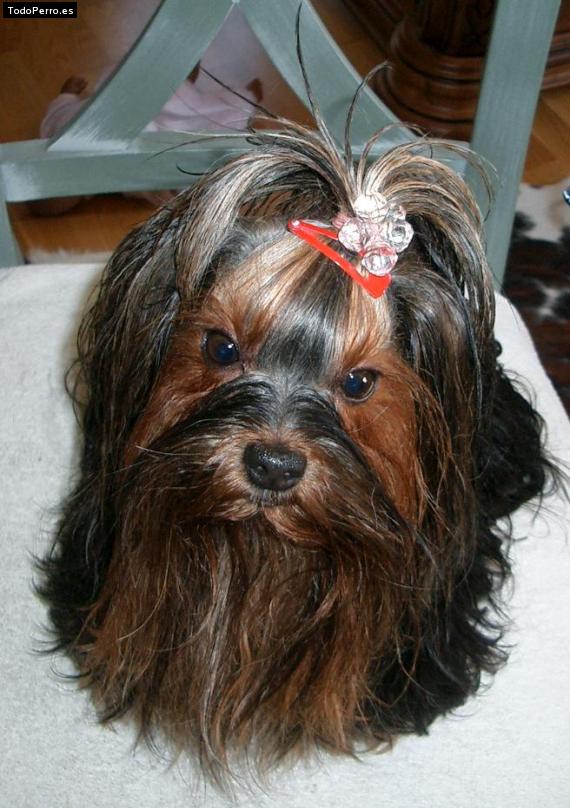 La foto del perro