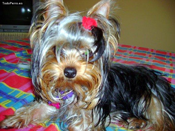La foto del perro