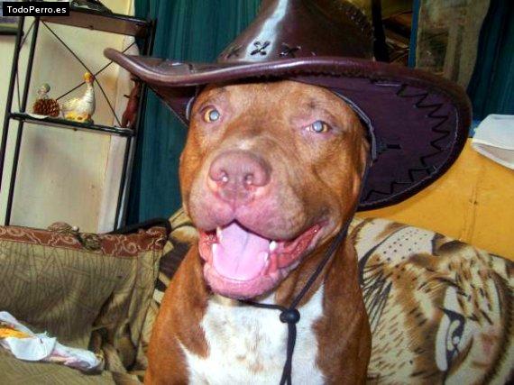 La foto del perro