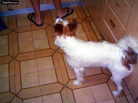 La foto del perro