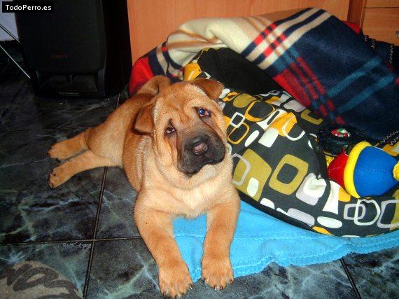 La foto del perro