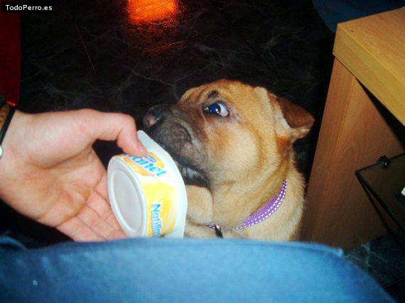 La foto del perro