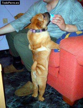 La foto del perro