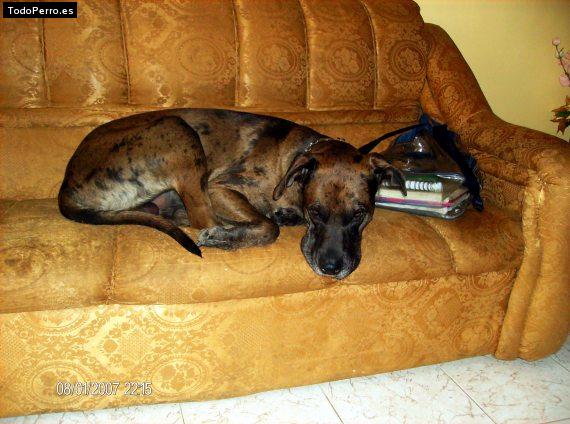 La foto del perro