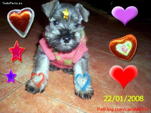 La foto del perro