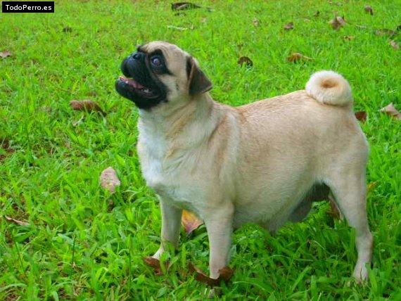 La foto del perro