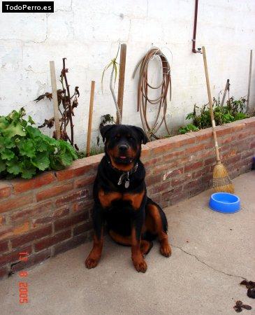 La foto del perro