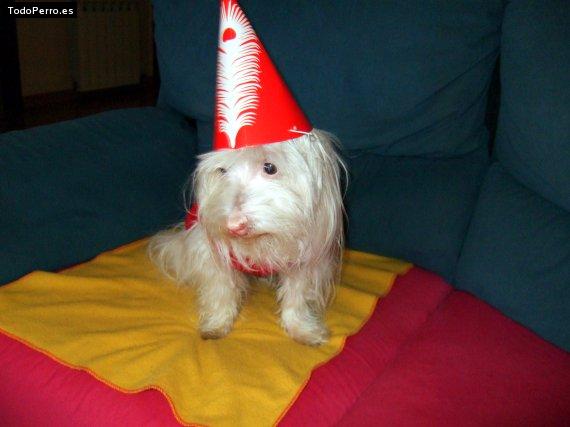 La foto del perro