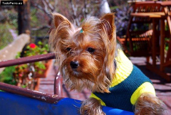 La foto del perro