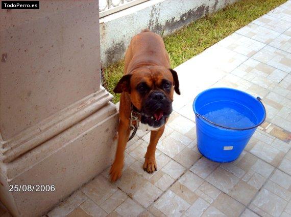 La foto del perro