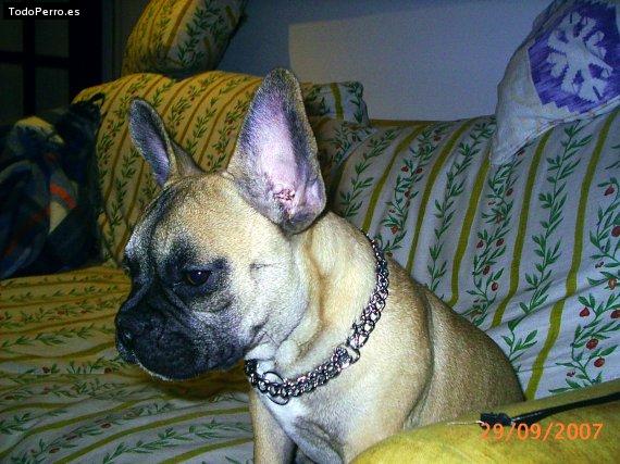 La foto del perro