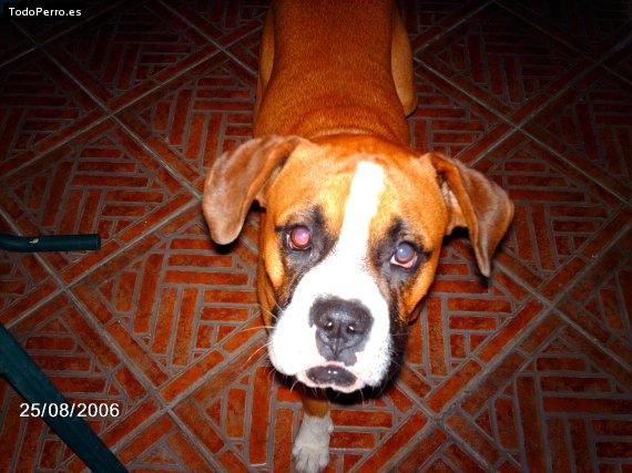 La foto del perro