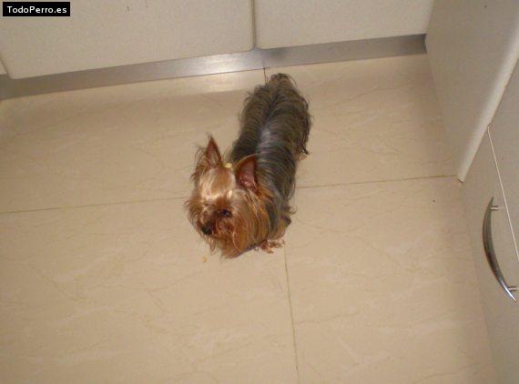 La foto del perro