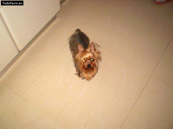 La foto del perro