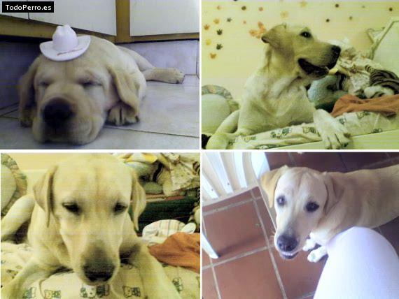 La foto del perro