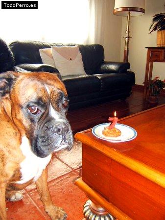 La foto del perro