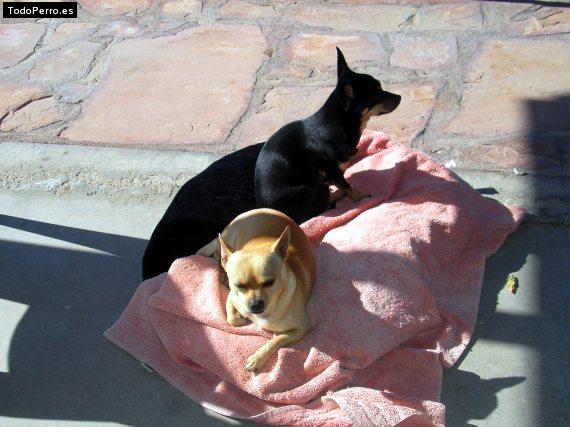 La foto del perro