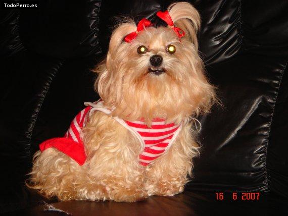 La foto del perro