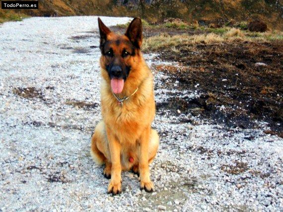 Foto del perro Thor