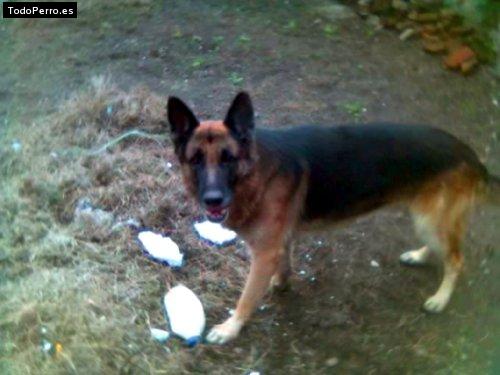 La foto del perro